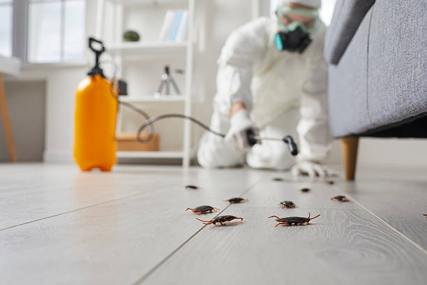 Commercial Rodent Management in Victoria